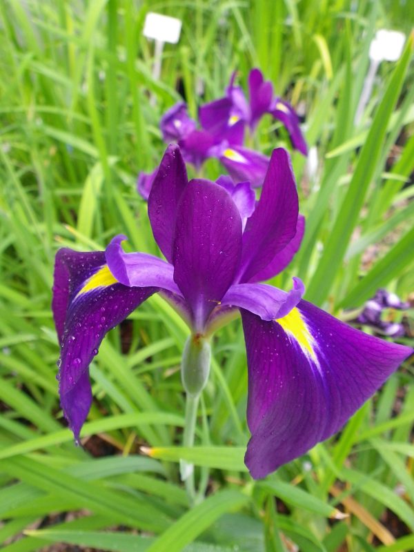 Iris ensata Kumo no Obi
