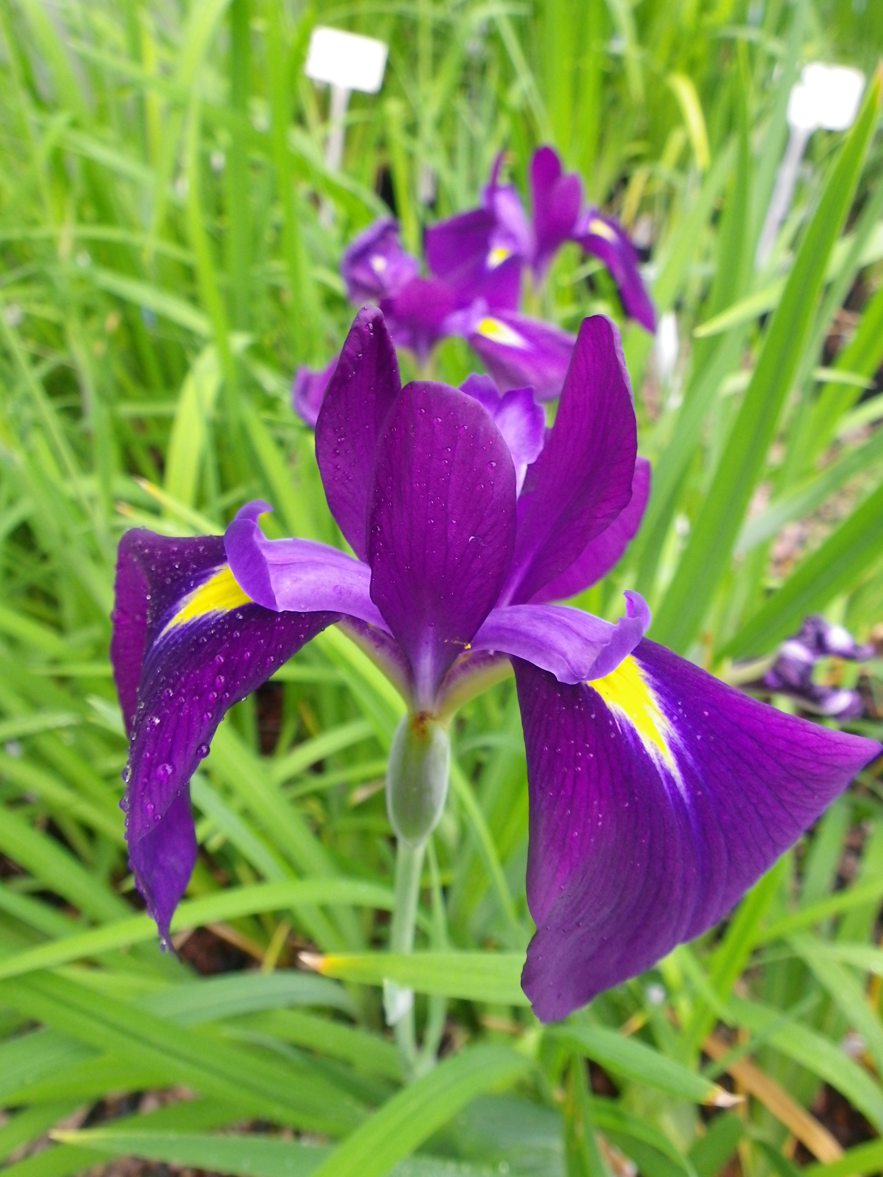 Iris ensata Kumo no Obi Devon Pond Plants