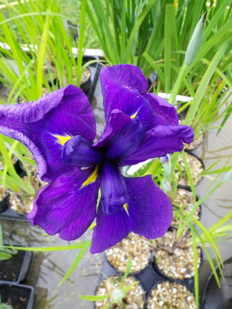 Iris ensata Loyalty Devon Pond Plants