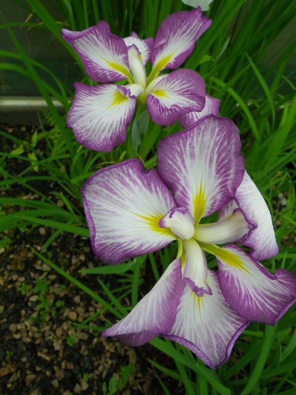 Iris ensata Oku Banri