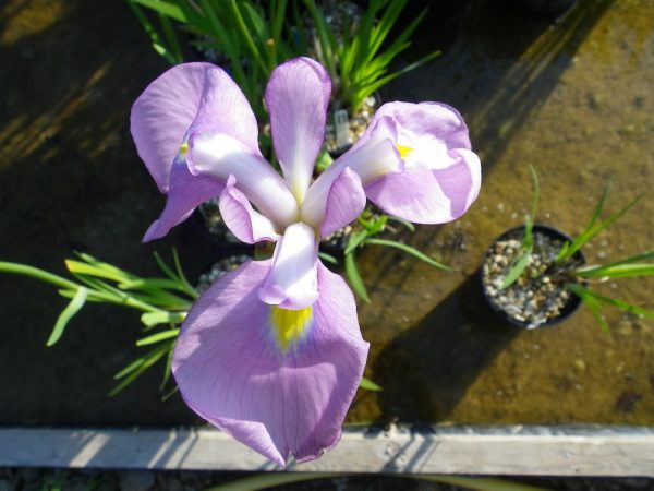 Iris ensata Rose Queen