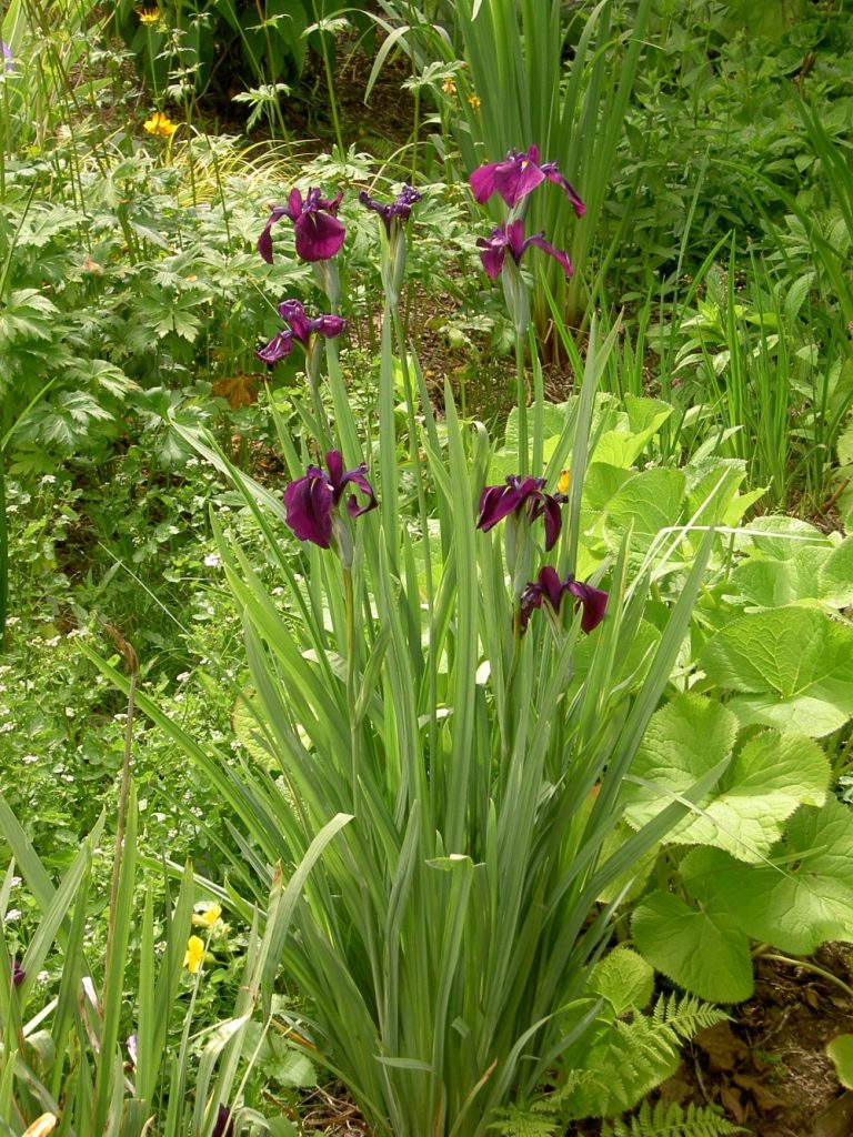 Iris ensata Variegata Devon Pond Plants