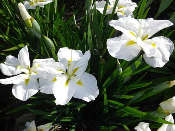 Iris ensata White Ladies