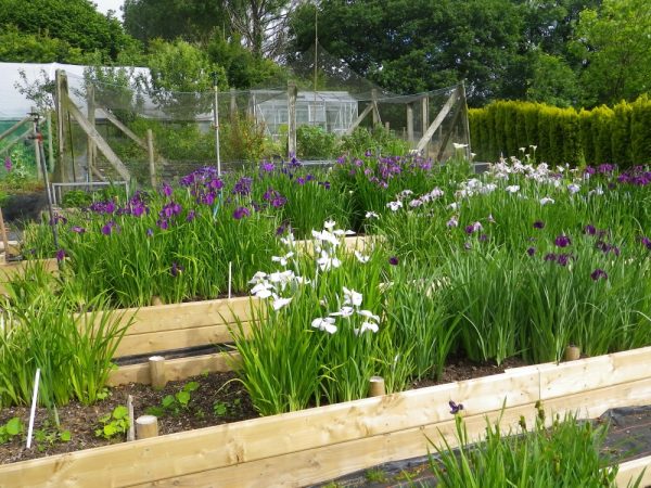 Iris ensata mixed
