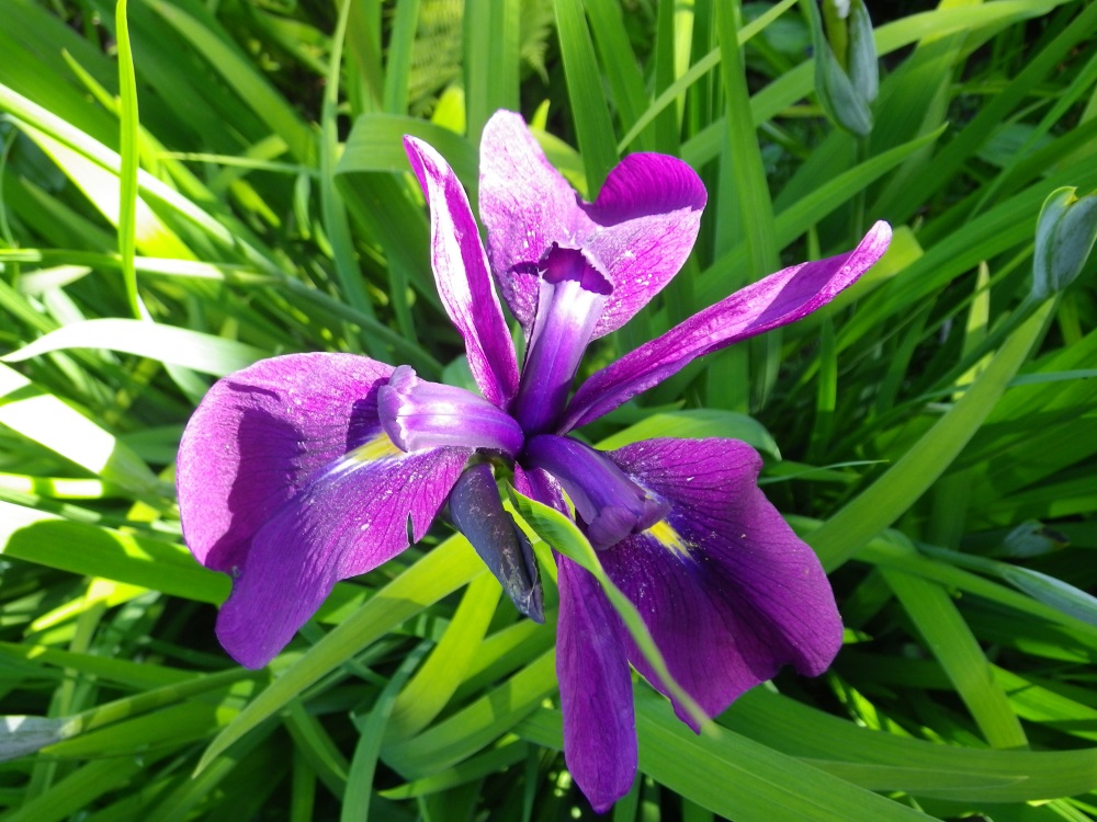 Iris ensata Devon Pond Plants