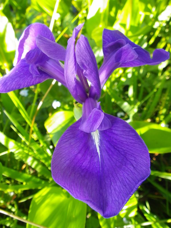 Iris laevigata (blue) (Rabbit ear Iris, Japanese water Iris)