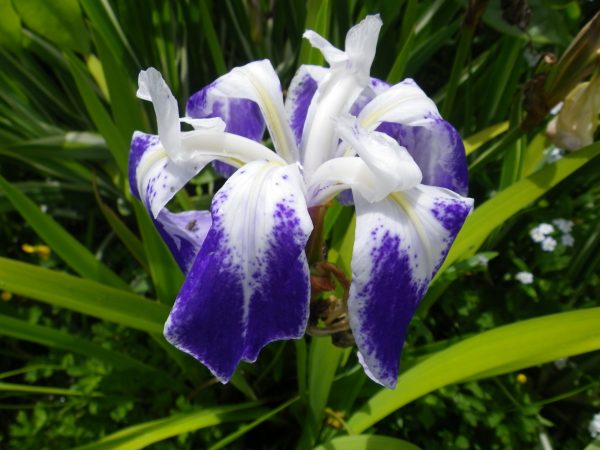 Iris laevigata Colchesterii