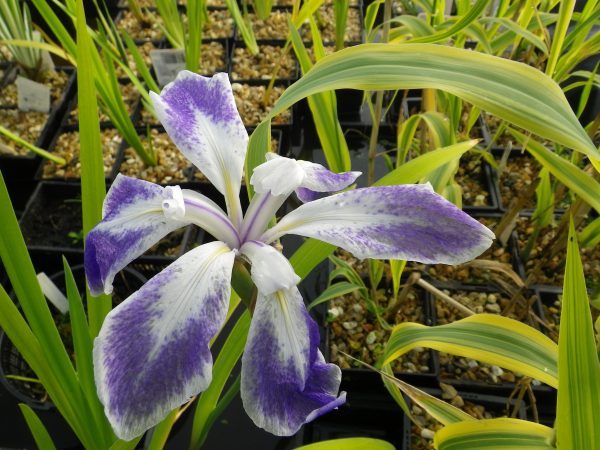 Iris laevigata Albopurpurea (White Japanese water Iris)