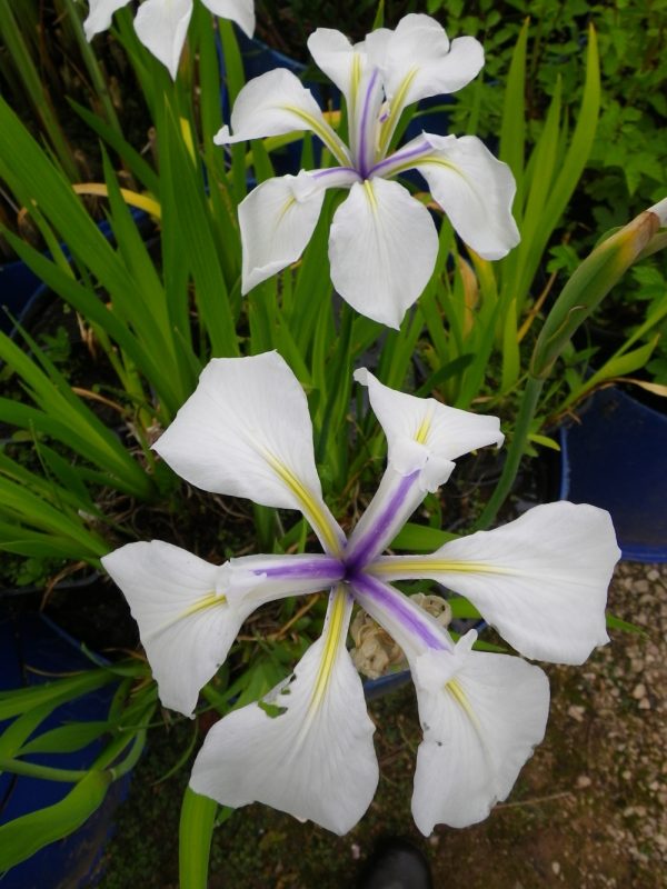 Iris laevigata Snowdrift