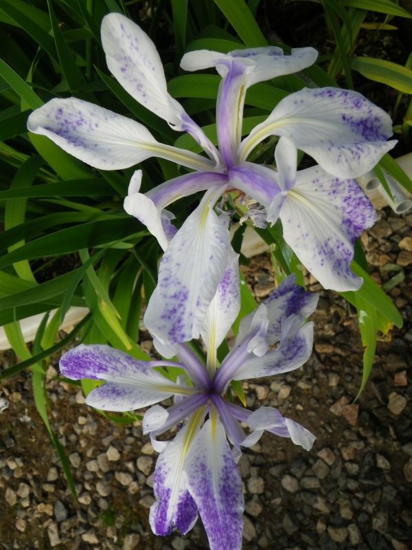 Iris laevigata mixed (Japanese water iris)