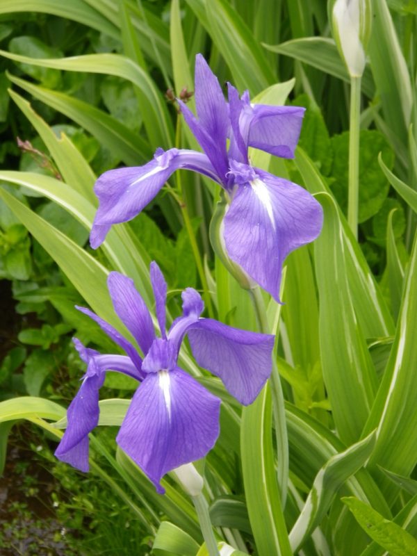 Iris laevigata Variegata