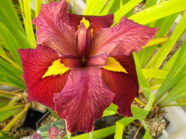 Iris louisiana Ann Chowning
