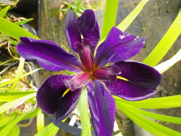 Iris louisiana Black Gamecock