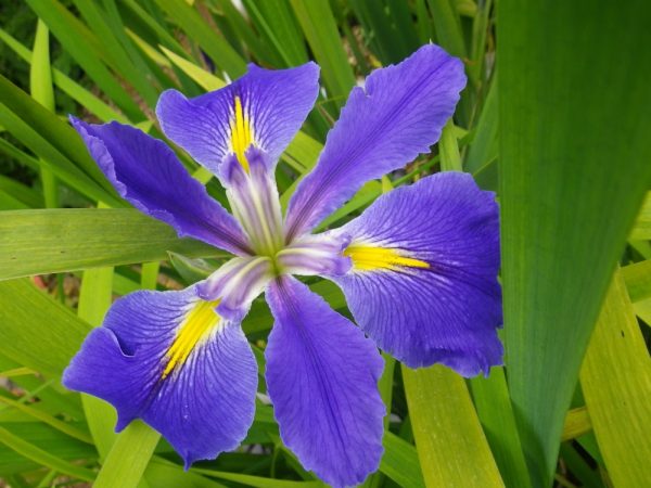 Iris louisiana Heather Stream