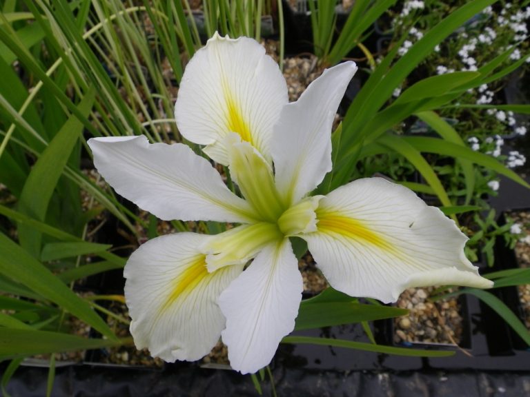 Iris louisiana Her Highness Devon Pond Plants