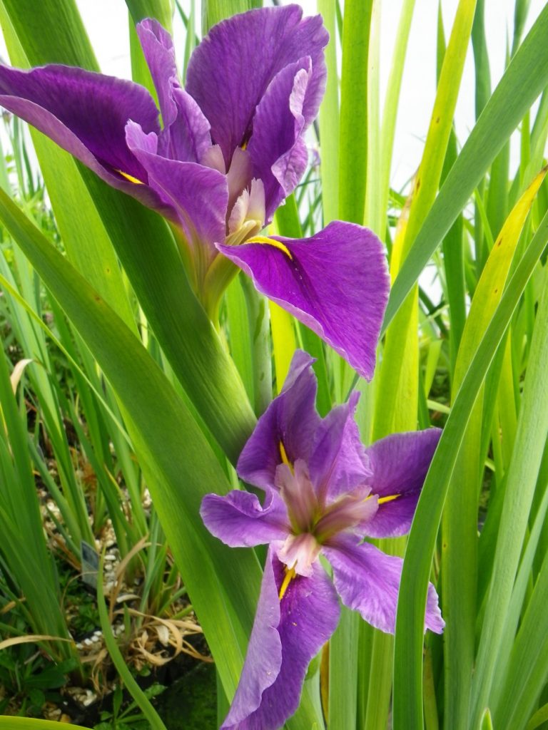 Iris louisiana Pegaletta Devon Pond Plants