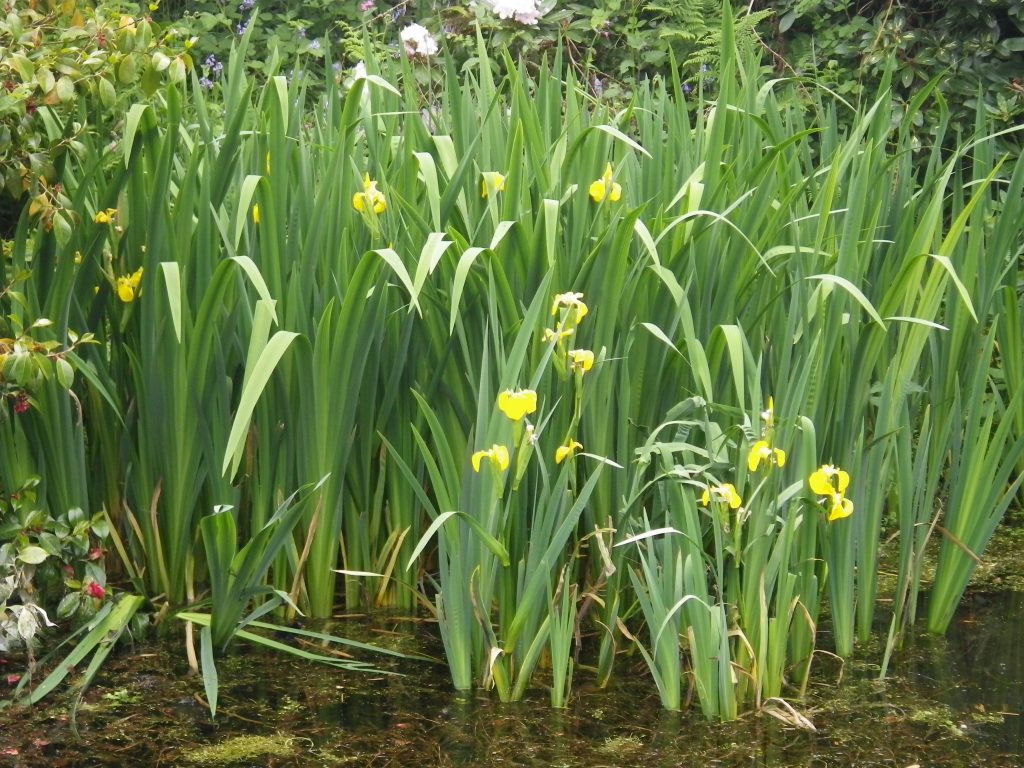 Iris pseudacorus (Yellow Flag Iris) Devon Pond Plants
