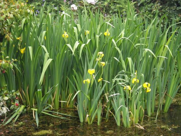 Iris pseudacorus (Yellow Flag Iris)
