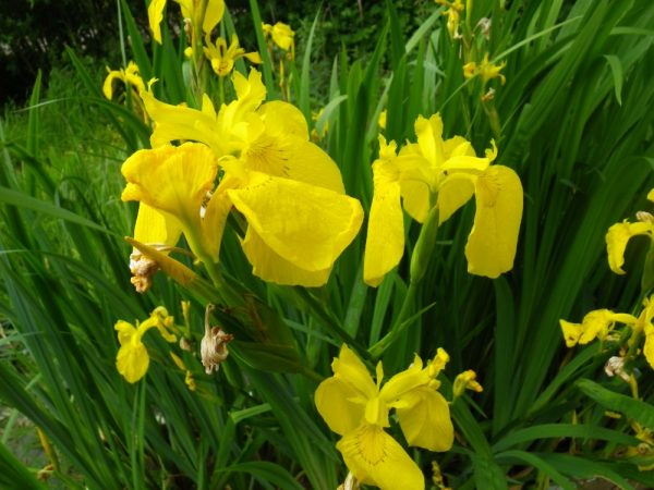 Pick and Mix Bare Root Plants (x5) - Image 26