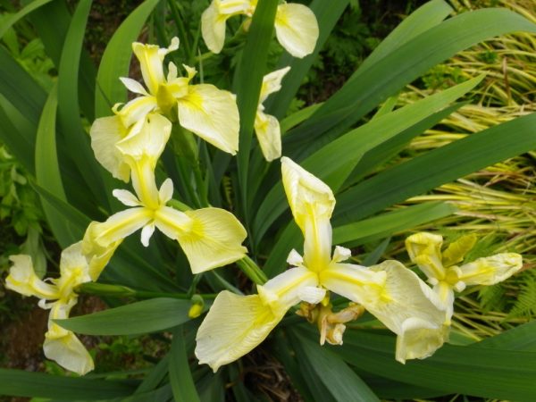 Iris pseudacorus Bastardii