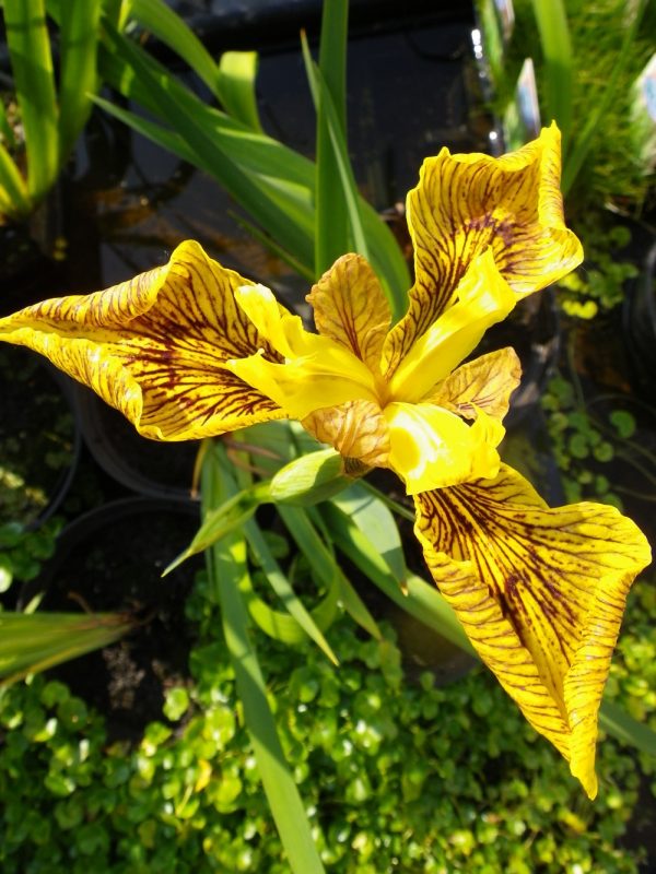 Iris pseudacorus Berlin Tiger