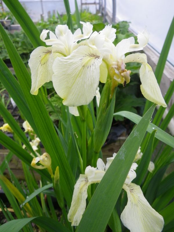 Iris pseudacorus Crème de la Crème