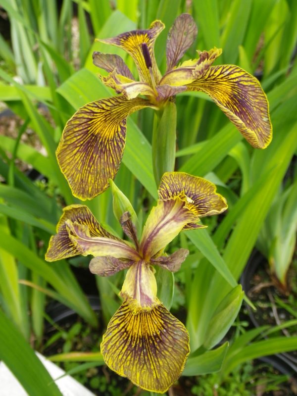 Iris pseudacorus Holden Clough
