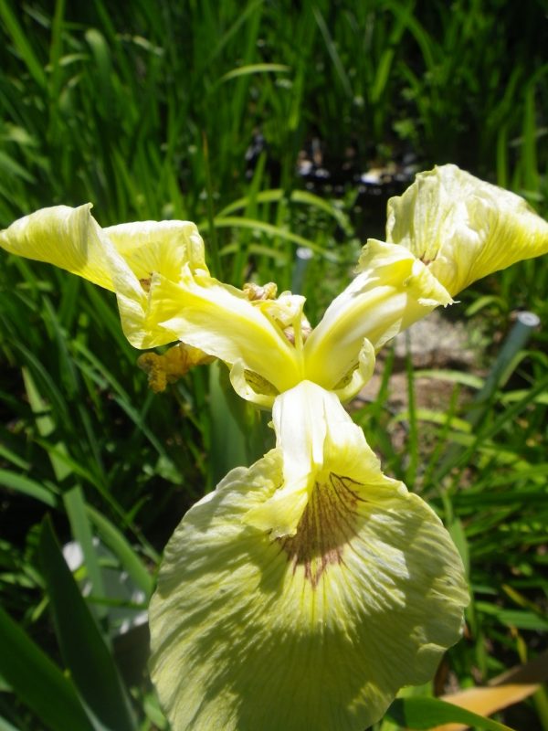 Iris pseudacorus Krill