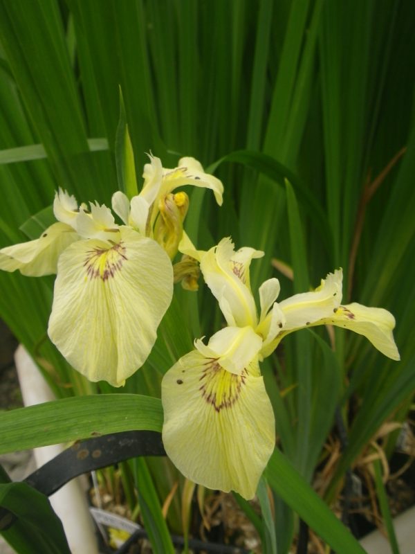 Iris pseudacorus alba