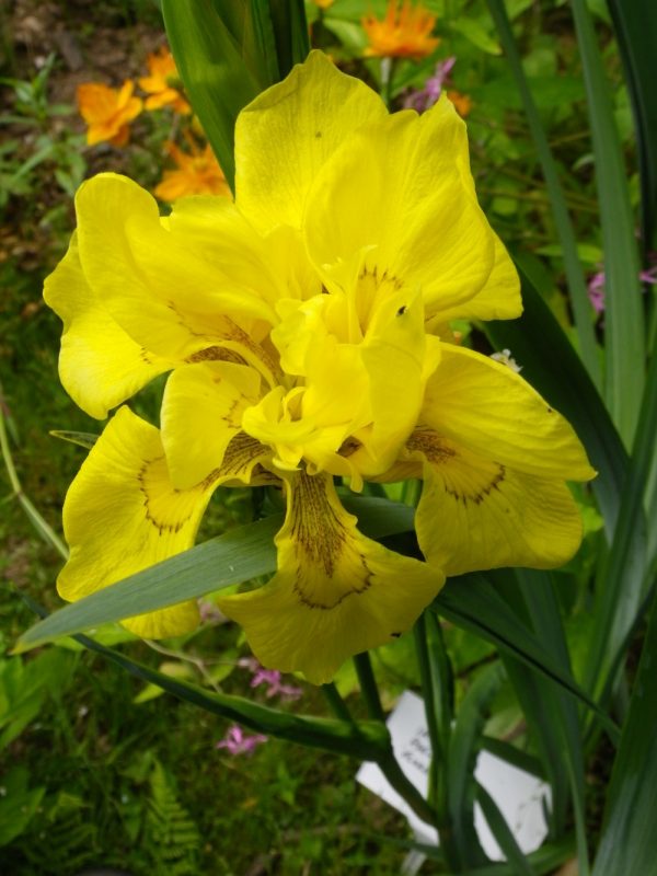 Iris pseudacorus Flore Pleno
