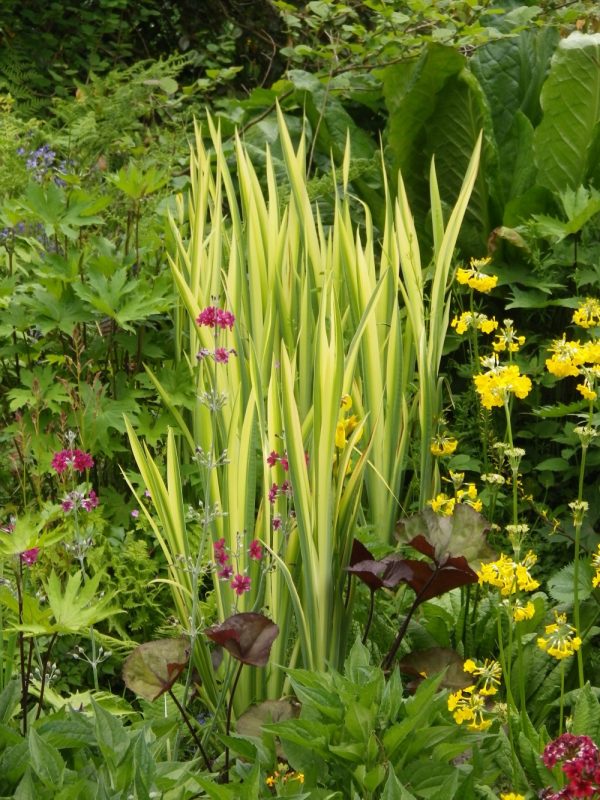 Iris pseudacorus Variegata
