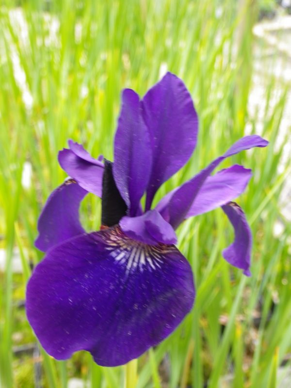 Iris sibirica