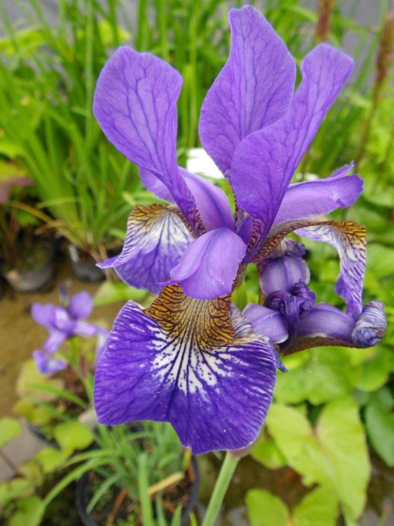Iris sibirica Blue King Devon Pond Plants