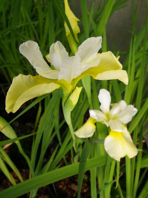 Iris sibirica Butter and Sugar