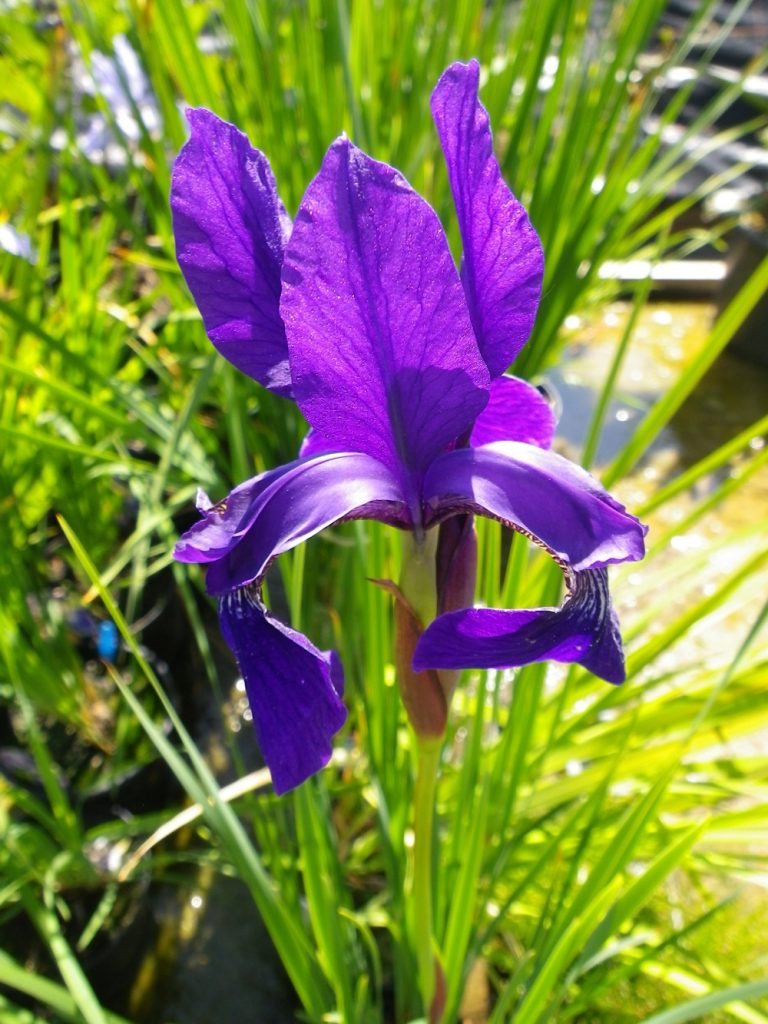 Iris sibirica Caesars Brother Devon Pond Plants