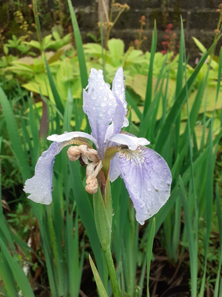Iris sibirica Perry's Blue Devon Pond Plants