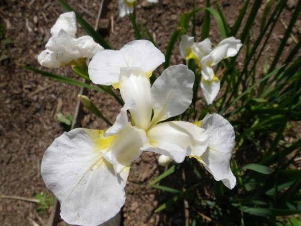Iris sibirica Snow Queen
