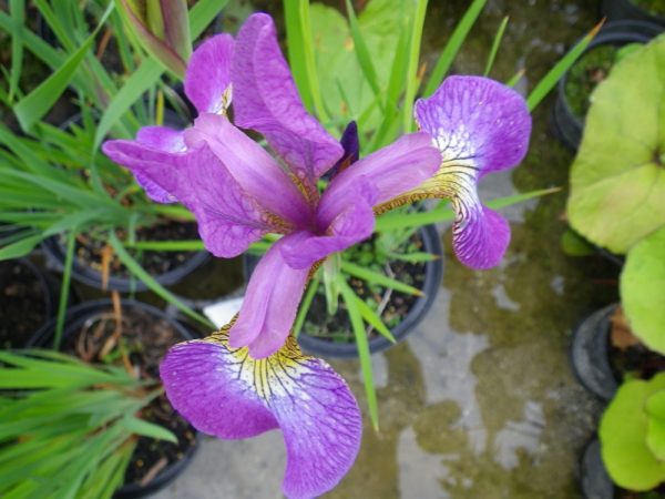 Iris sibirica Sparkling Rose