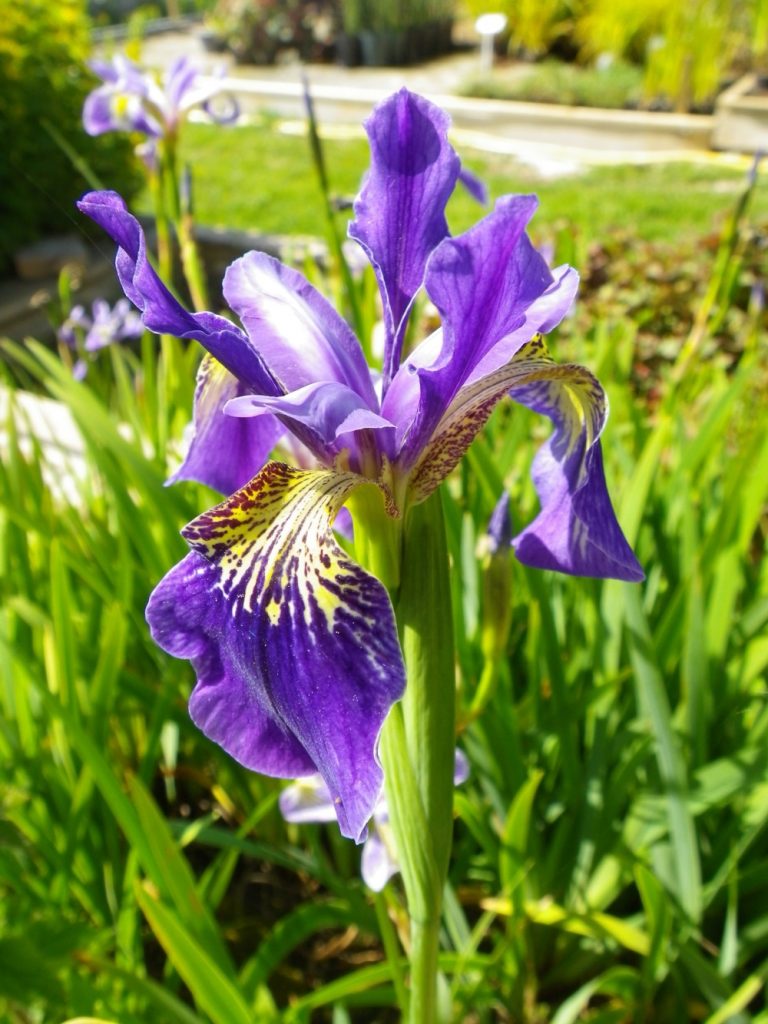 Iris versicolor (Blue Flag/Boston Iris) Devon Pond Plants