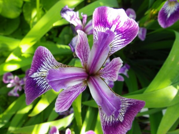 Iris versicolor Kermesina