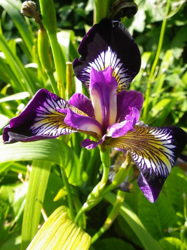 Iris versicolor Mysterious Monique
