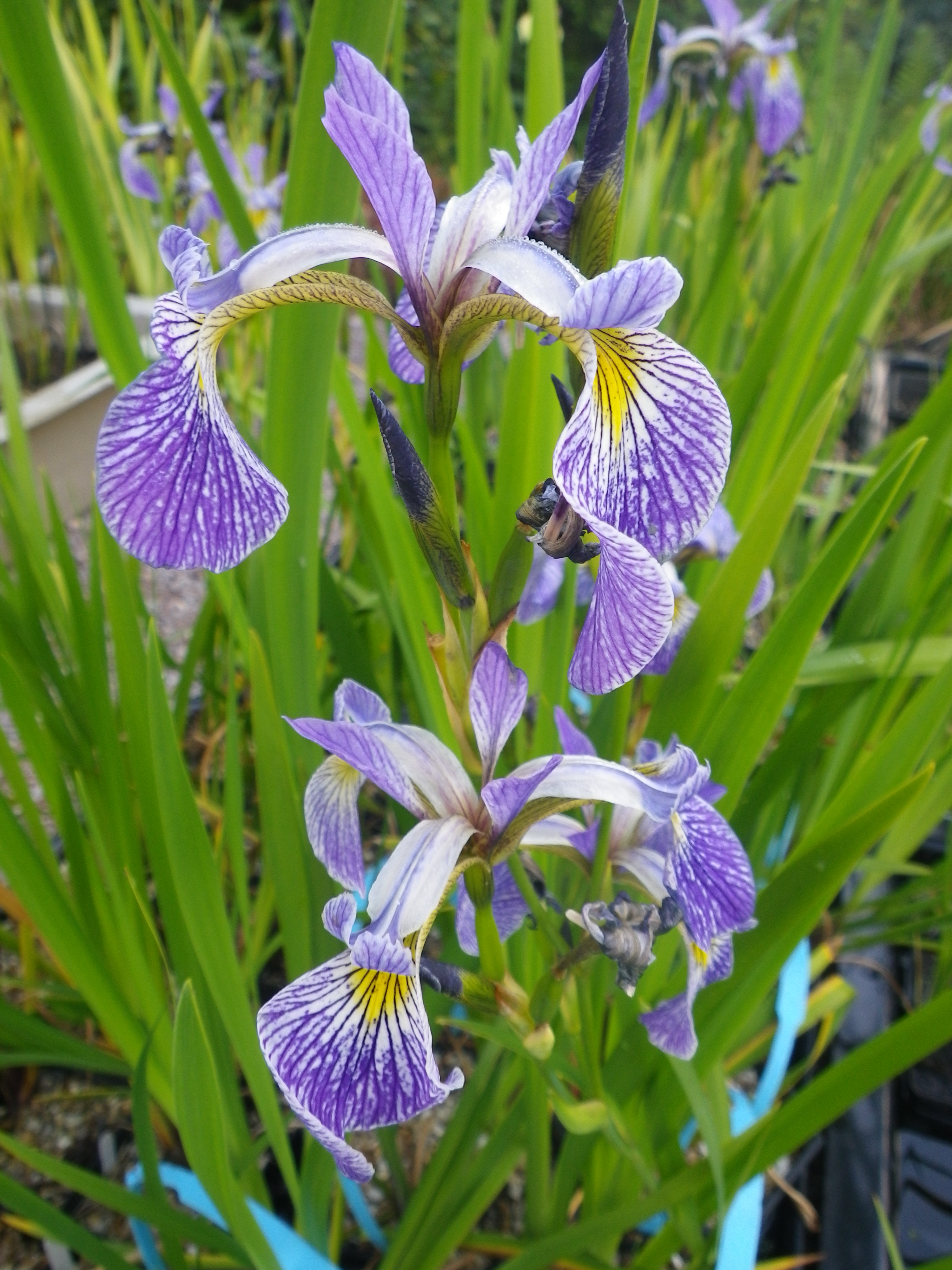 Iris versicolor Pacifica Devon Pond Plants