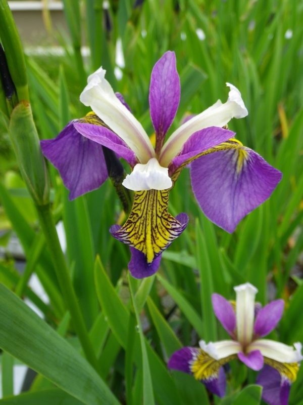 Iris versicolor Regal Surprise