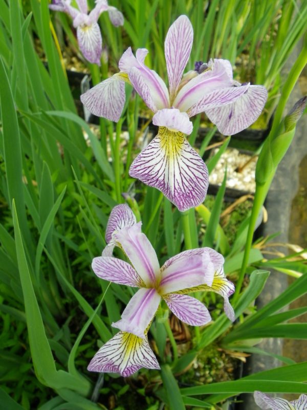 Iris versicolor Rowden Cadenza
