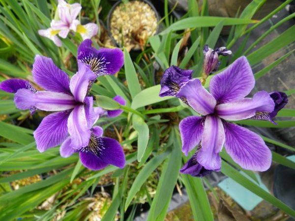 Iris versicolor Rowden Concerto