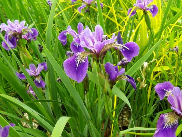 Iris versicolor Rowden Nocturne