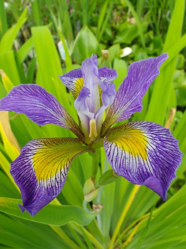 Iris virginica Orchid Purple