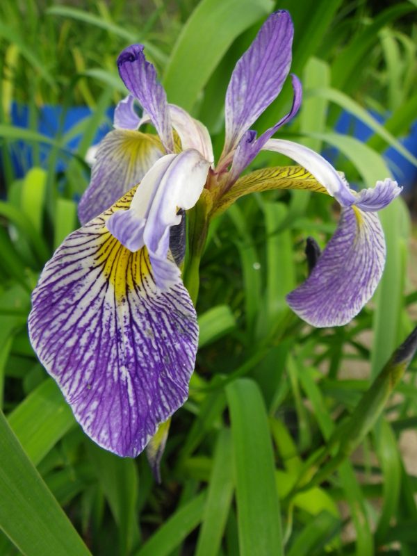 Iris x robusta Gerald Darby