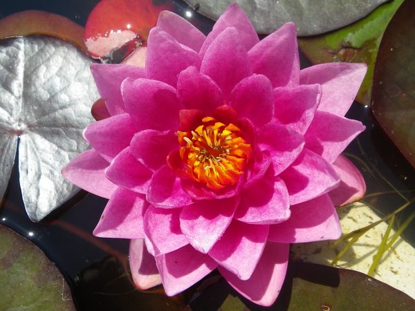 Nymphaea James Brydon