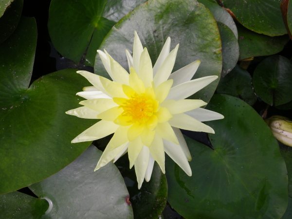 Nymphaea Joey Tomocik